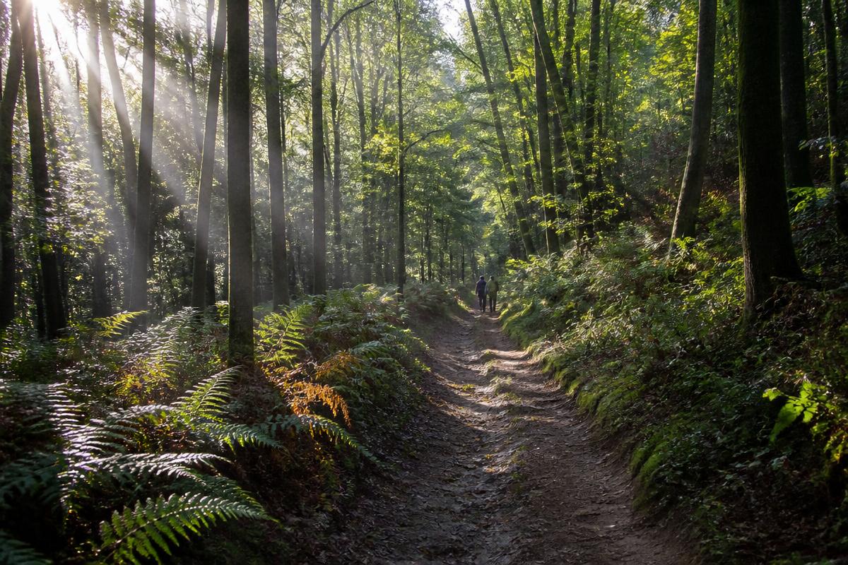 Bois de Sœuvres près de Chantepie : chemins forestiers, hêtres et lumière filtrée