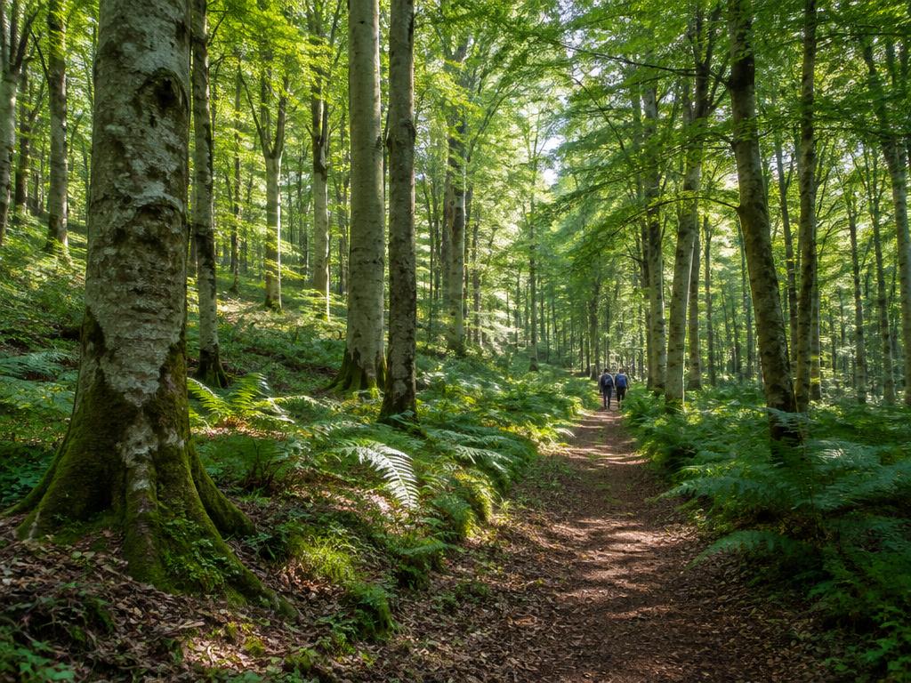 Forêt domaniale de Fougères : hêtres élancés, fougères et sentier forestier