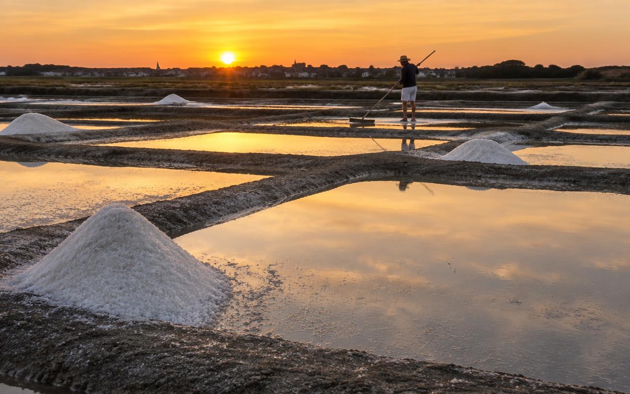 Marais salants de Guérande au coucher du soleil : œillets d'eau, talus d'argile et reflets rosés