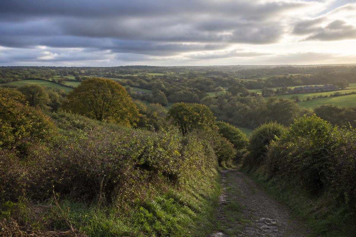 Bocage autour de La Mézière : haies, prairies et chemin creux au soleil