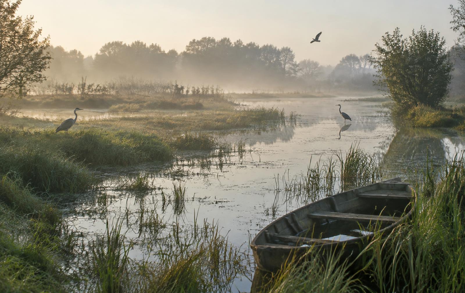 Marais de Goulaine au petit matin : prairies inondées, roseaux, barque à fond plat et hérons