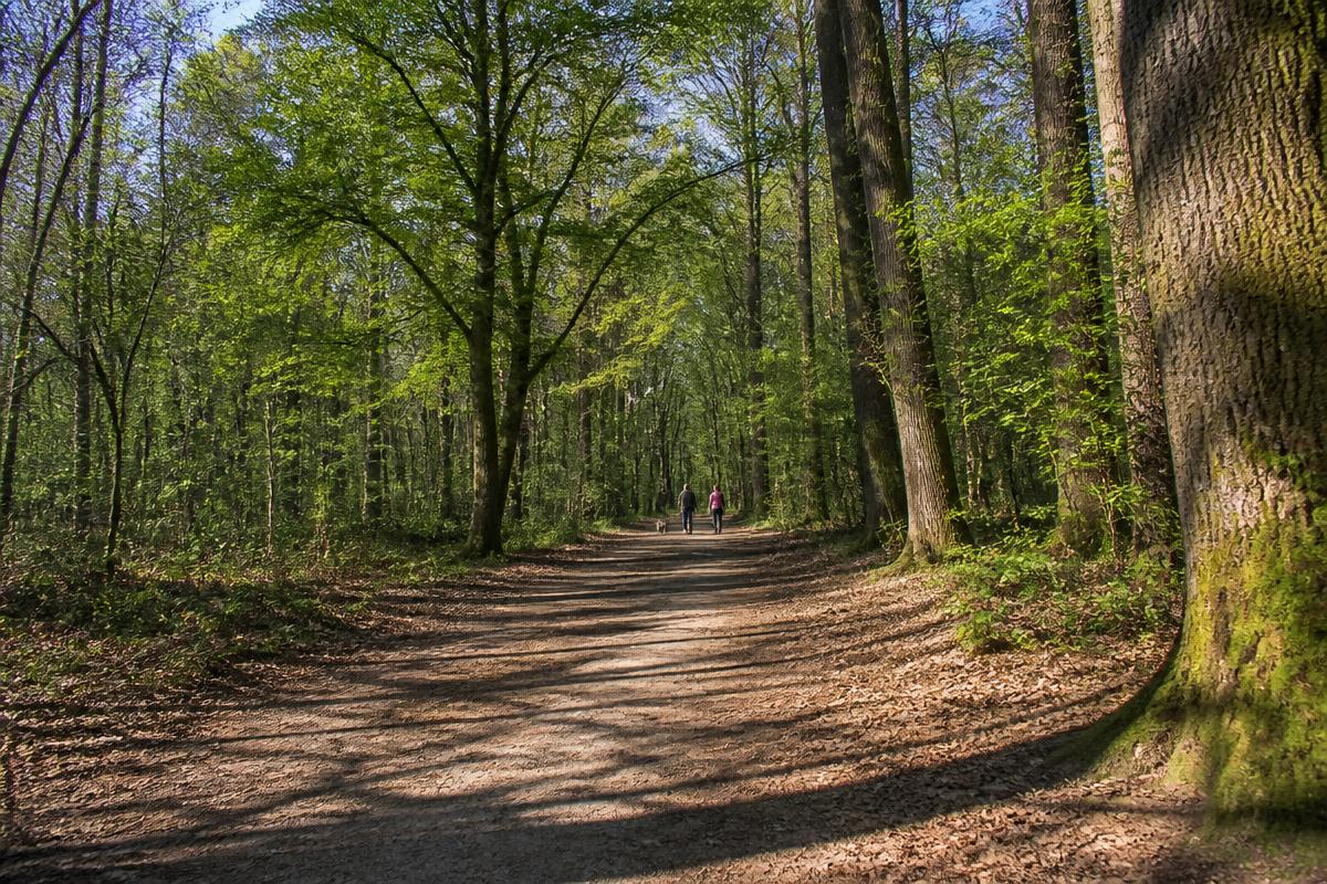 Allée forestière de la forêt de Rennes : grands chênes, chemin sablé et promeneurs